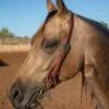 Ranch 3/4” Single Ear Headstalls
